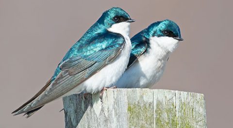 Tree Swallows