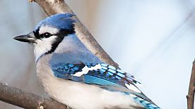 Blue Jay