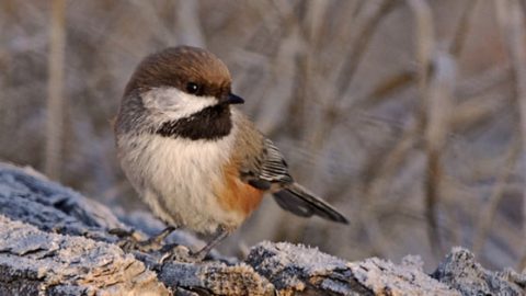 boreal chickadee by Ron Kube