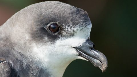 Bermuda Petrel by Tom Johnson/macaulay Library