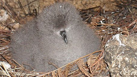 Black-capped Petrel chick, Photograph by J. Volquez, Grupo Jaragua