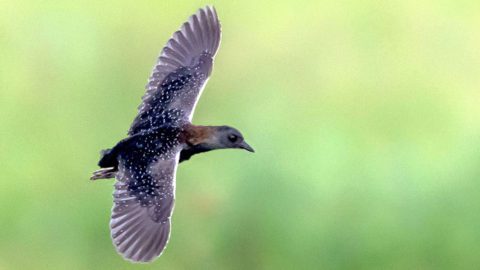 Black Rail in Texas. Photo by Jesse Huth/Macaulay Library.