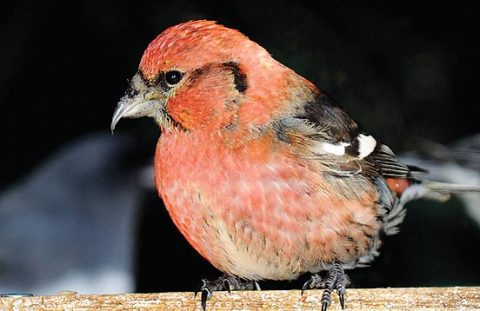 White-winged Crossbill