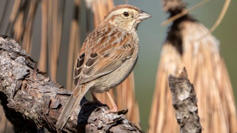 Bachman's Sparrow by Pawel Michalak/Macaulay Library.