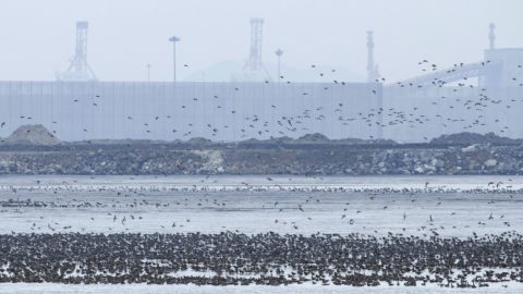 Bar-tailed Godwits in the Yellow Sea, by Gerrit Vyn.