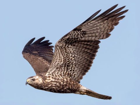 A young Broad-winged Hawk flies over the San Francisco Bay area in California. Photo by Shravan Sundaram via Birdshare.