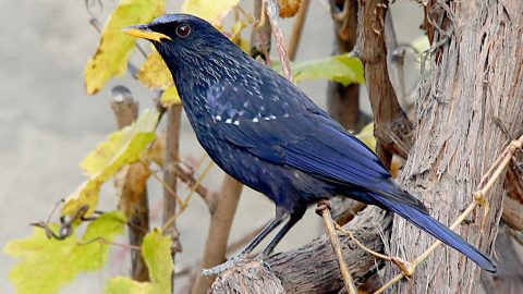 Blue Whistling Thrush by Imran Shah via Birdshare.