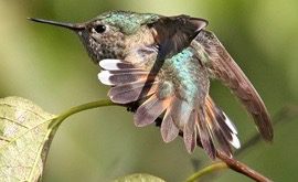 Calliope Hummingbird, Oct 2007, Calvert Co., MD. Photo by George Jett.