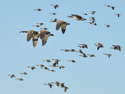 Geese flying in formation.