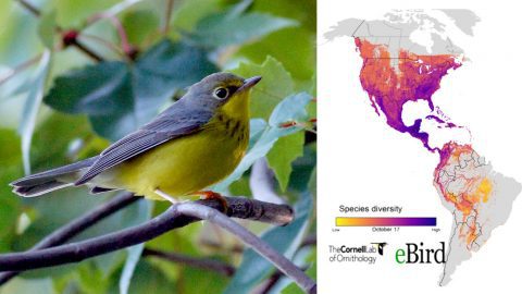 Canada Warbler by Cameron Rognan