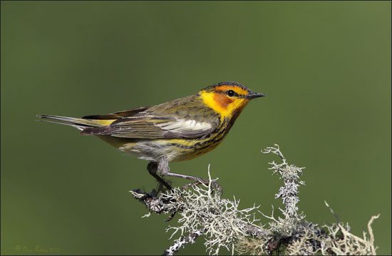 Cape May Warbler