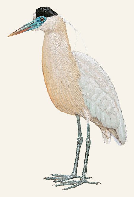 Illustration of a tall, pale gray and beige bird with a black cap, a turquoise bill and face, and long legs.