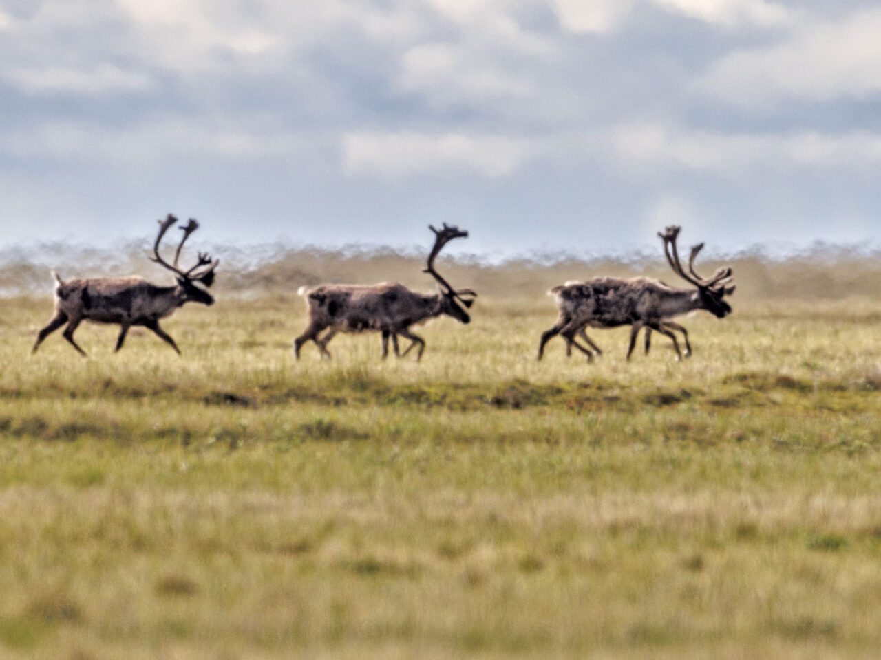 Several caribou walk in the distance. All have large antlers.