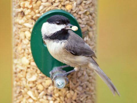 A bird sits on a feeder with a peanut in its beak.