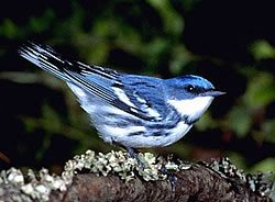 Cerulean Warbler