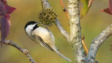 Chickadee on a seed pod