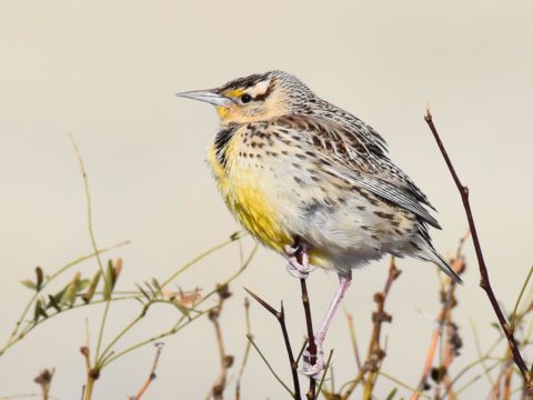 a brown and buff bird with a yellow chest perches on dry plant stems