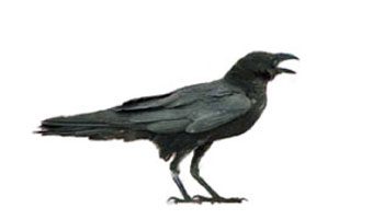 Chihuahuan Raven