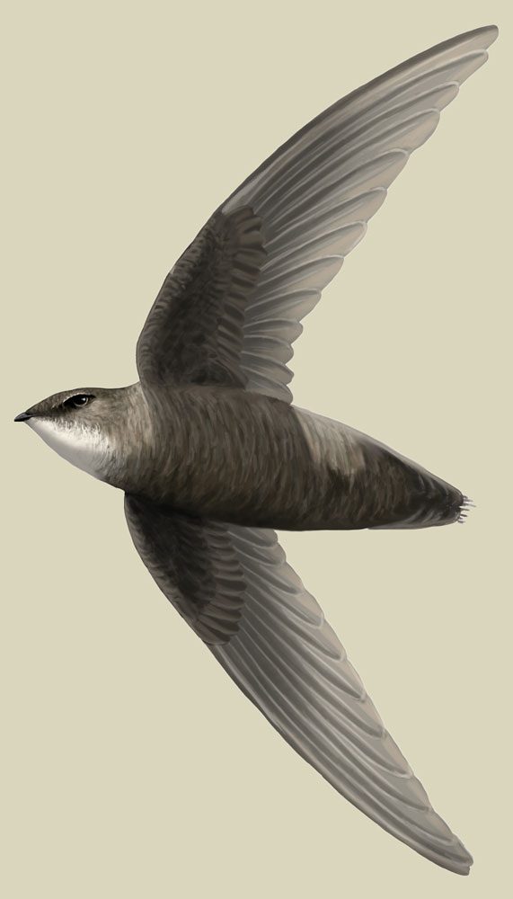 Illustration of a gray bird in flight