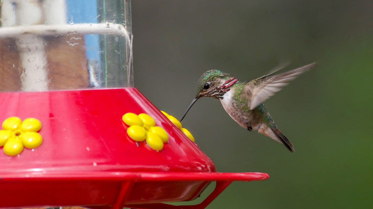 Calliope Hummingbird by Joshua Glant/Macaulay Library 104647011