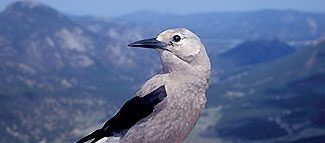 How Clark's Nutcrackers Find Buried Seeds Under a Blanket of Snow