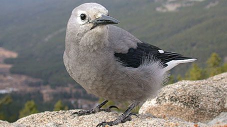 Clark's Nutcracker, by Chris Wood