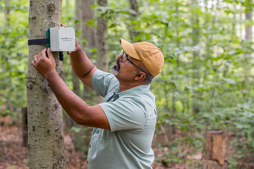 A man mounts a metal box to a tree