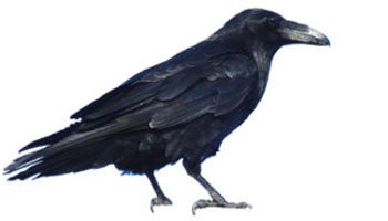 common raven