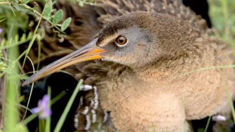 Clapper Rail by Marky Mutchler/Macaulay Library.