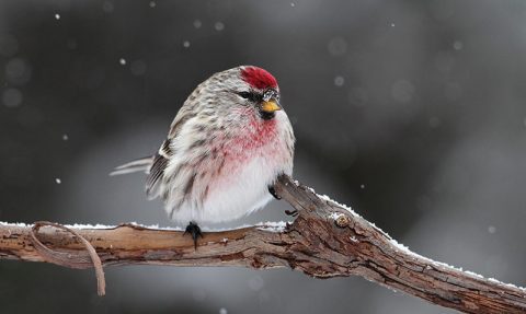 common redpoll on branch