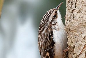 brown creeper by kelly colgan azar