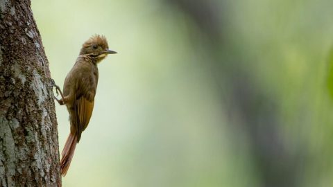 tawny-winged woodcreeper