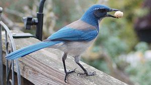 California Scrub-Jay photo by Kathie Johnston