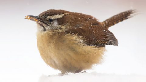 Carolina Wren by Marie-Ann D'Aloia via Birdshare.