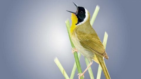 Common Yellowthroat illustration by Bartels Science Illustrator Jessica French