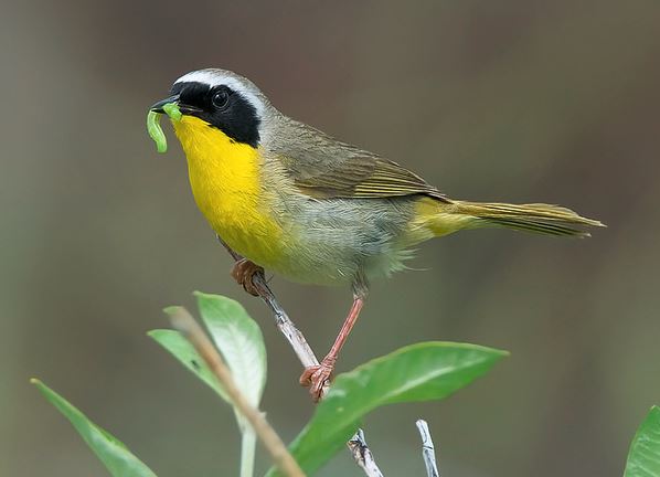 Common Yellowthroat by Keith Williams via Birdshare