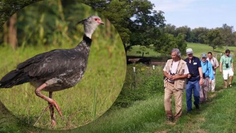 David Lang, october 2018 eBirder of the month, Southern Screamer by David Lang/ML