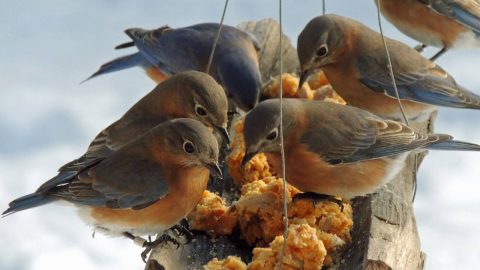 Eastern Bluebirds by Tami Gingrich/GBBC.