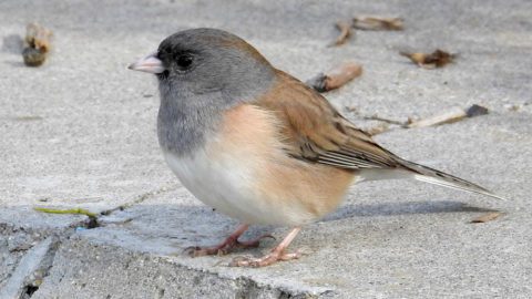 Dark-eyed Junco in San Diego by Charlotte Morris/Macaulay Library.