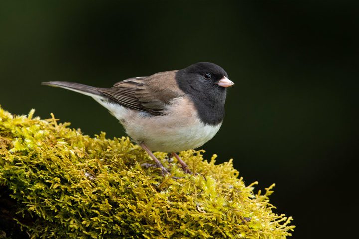 Dark-eyed Junco by Gerrit Vyn.