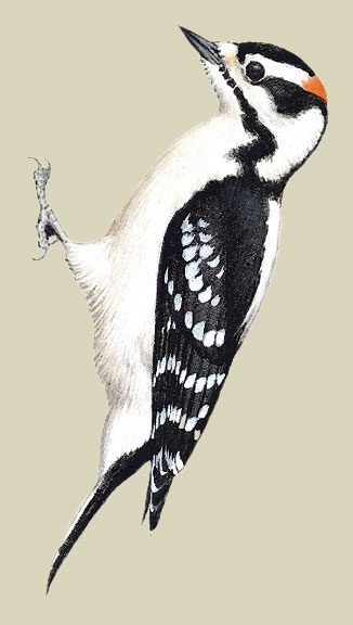 Downy Woodpecker