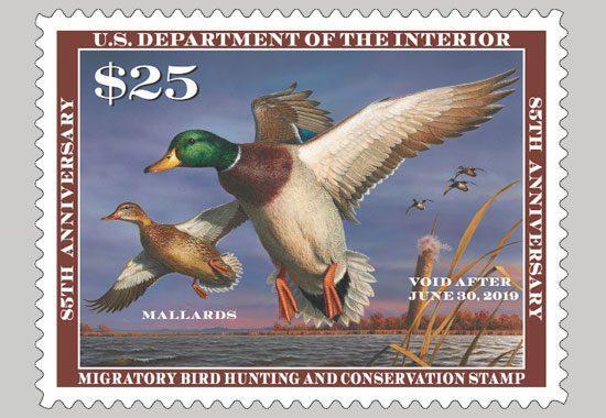 The 2018-2019 Federal Duck Stamp, featuring a pair of Mallards.