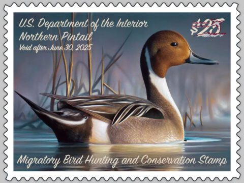 The 2024-2025 Federal Duck Stamp, featuring a Northern Pintail.