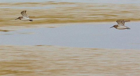 Dunlin over mudflats