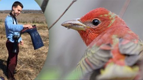 Dylan Pedro, October eBirder of the Month, Summer Tanager, ML57895121