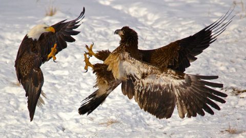 Bald Eagles by Victoria Sokolowski Ladysmith, Wisconsin, United States