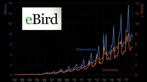 eBird year in review 2017