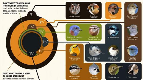 Educator's guide to nest boxes