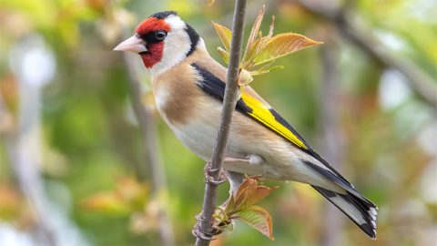 European Goldfinch by Daniel Field/Macaulay Library