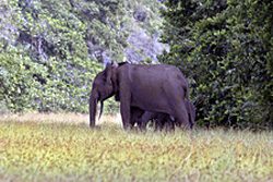 The Elephant Listening Project heads to Gabon to study forest elephants. Liz Rowland and Peter Wrege